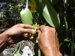 Vanilla Orchis being hand pollinated