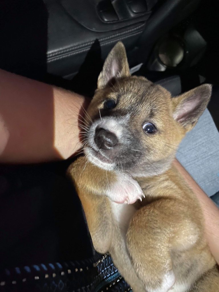 Singing Dog sitting in some ones lap