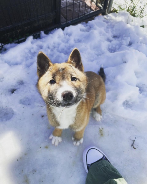 'Kora' the New Guinea Singing Dog Sitting in the Snow
